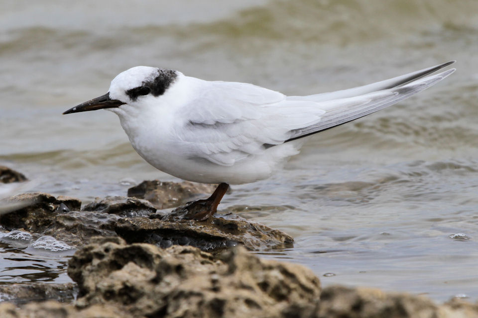 Fairy Tern (Sternula nereis)